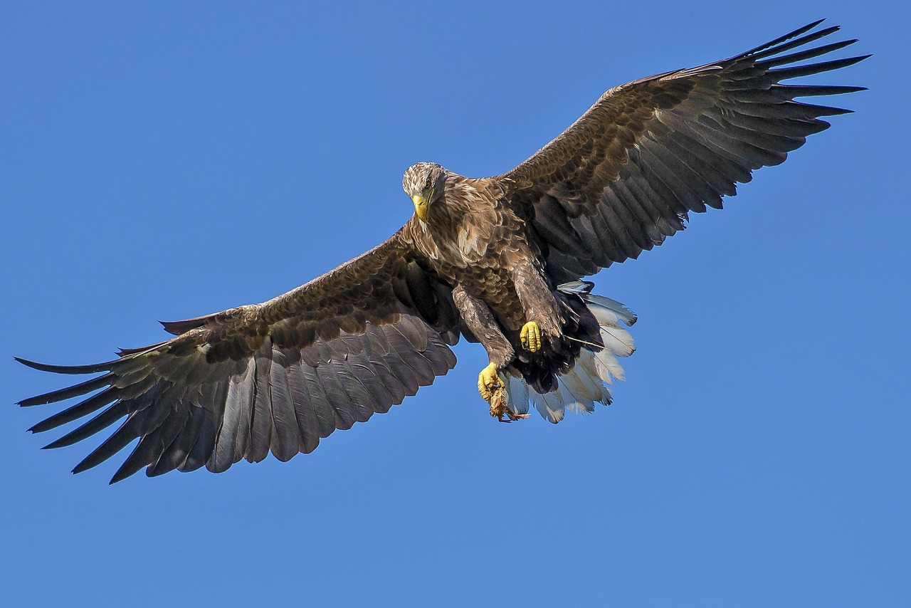 águia voando em céu aberto de dia